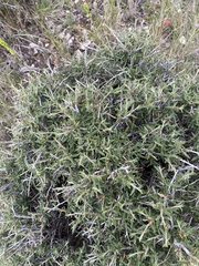 Cercocarpus ledifolius