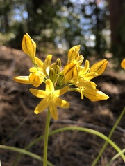 Triteleia crocea