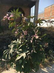 Ricinus communis