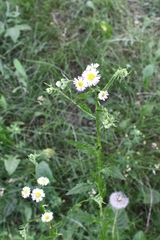 Erigeron annuus