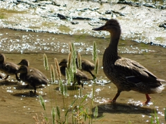 Anas platyrhynchos