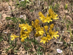 Triteleia crocea