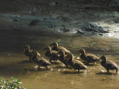 Anas platyrhynchos