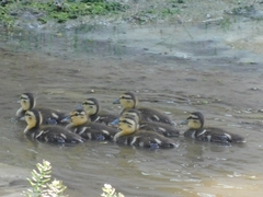 Anas platyrhynchos