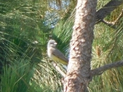 Tyrannus verticalis