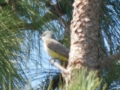 Tyrannus verticalis