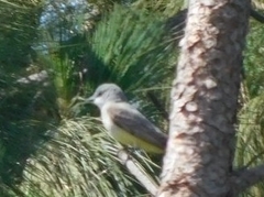 Tyrannus verticalis