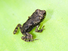 Incilius mazatlanensis