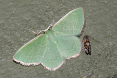 Cenochlora quieta