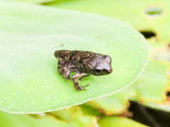 Incilius mazatlanensis