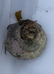 Pagurus granosimanus