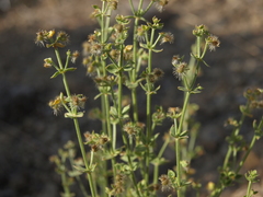 Galium multiflorum