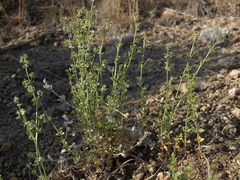 Galium multiflorum