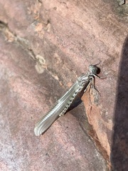 Argia lugens