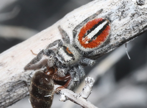 Phidippus californicus