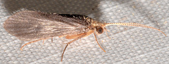Lepidostoma togatum