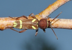 Xylotrechus insignis