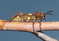 Xylotrechus insignis
