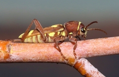 Xylotrechus insignis