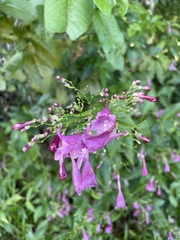 Strobilanthes hamiltoniana