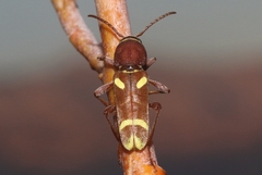 Xylotrechus insignis