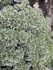 Petrophytum caespitosum caespitosum