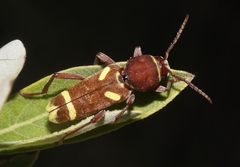 Xylotrechus insignis