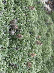 Petrophytum caespitosum caespitosum