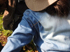 Pseudosermyle striatus