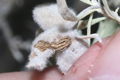 Rhopalomyia hirtipomum