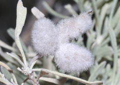 Rhopalomyia hirtipomum
