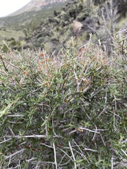 Cercocarpus ledifolius