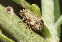 Clastoptera lineatocollis
