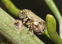 Clastoptera lineatocollis