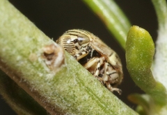 Clastoptera lineatocollis