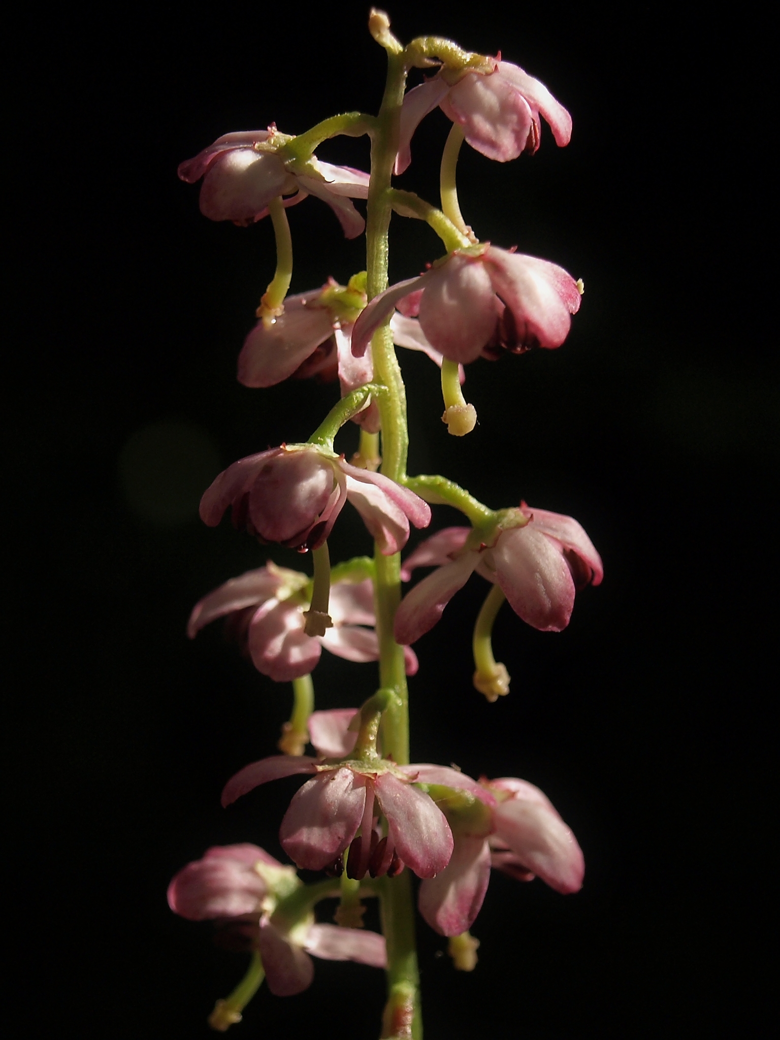 Pyrola asarifolia ssp. asarifolia