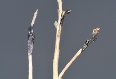 Asteromyia gutierreziae