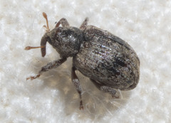 Conotrachelus recessus