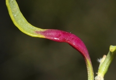 Protaplonyx sarcobati