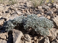 Astragalus hyalinus