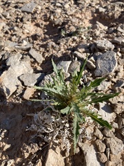 Mentzelia decapetala