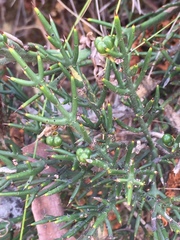 Colletia