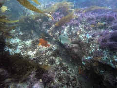 Halichoeres semicinctus