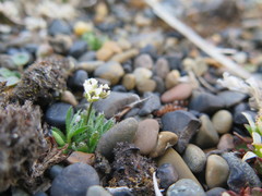 Draba lactea