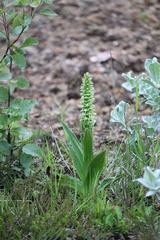 Platanthera hyperborea