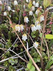 Cassiope tetragona