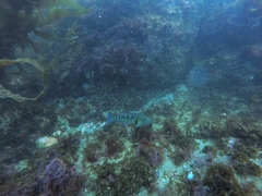 Halichoeres semicinctus