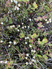 Cassiope tetragona