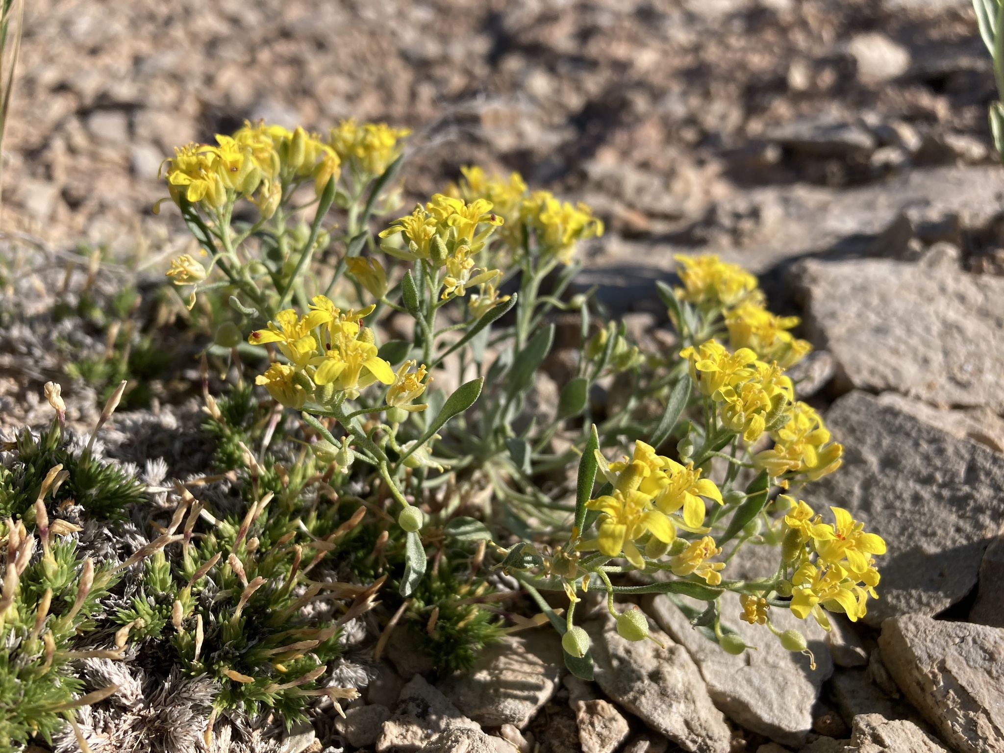 Physaria pachyphylla