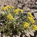 Physaria pachyphylla - Photo no rights reserved, uploaded by aspidoscelis